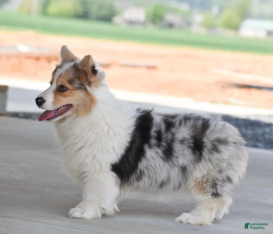 Welsh Corgi Pembroke dogs for sale: Abigail - Image 4