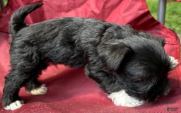 Miniature Schnauzer dogs for sale: Junie - Image 14