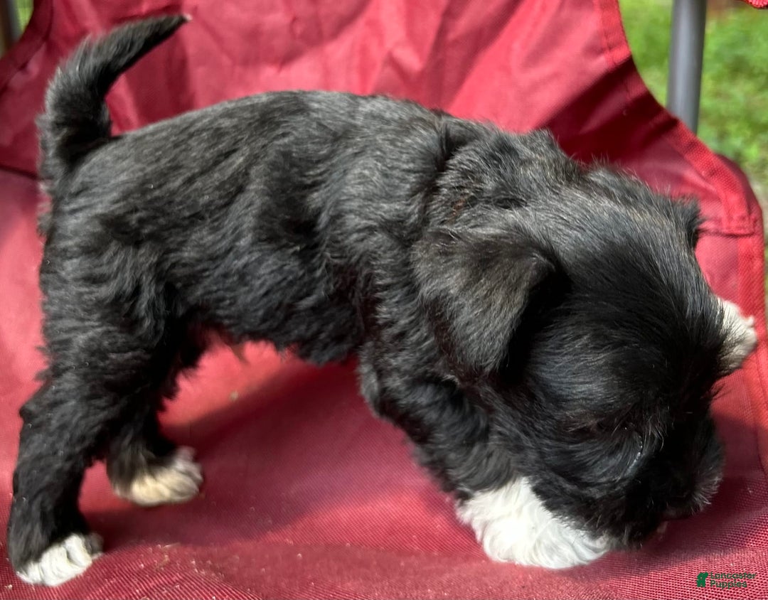Miniature Schnauzer dogs for sale: Junie - Image 14