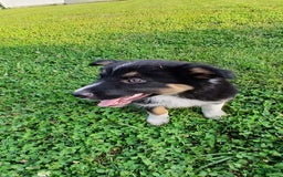 Border Collie dogs for sale: Romeo - Image 2