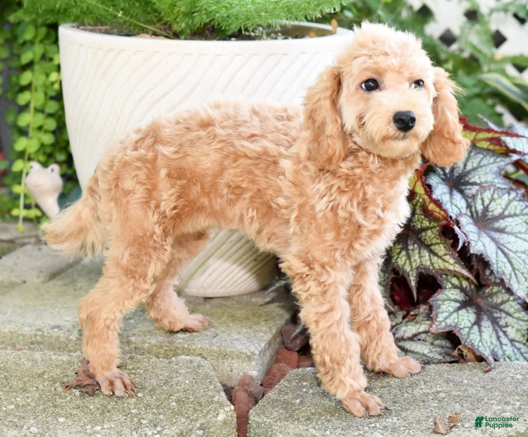 Toy Poodle dogs for sale: Tulip - Image 12