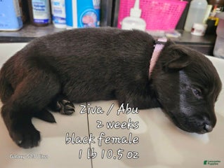 Black Female Light Purple
