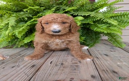Goldendoodle dogs for sale: Asher - Image 6