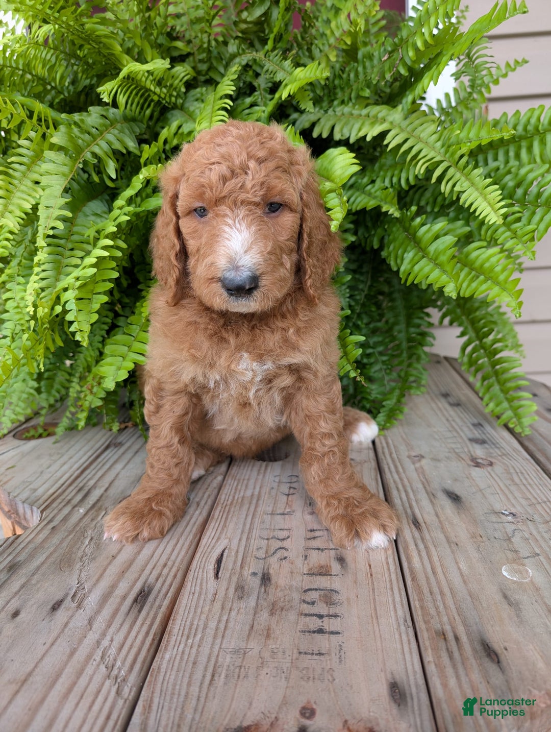 Goldendoodle dogs for sale: Asher - Image 6