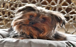 Yorkshire Terrier dogs for sale: River - Image 20