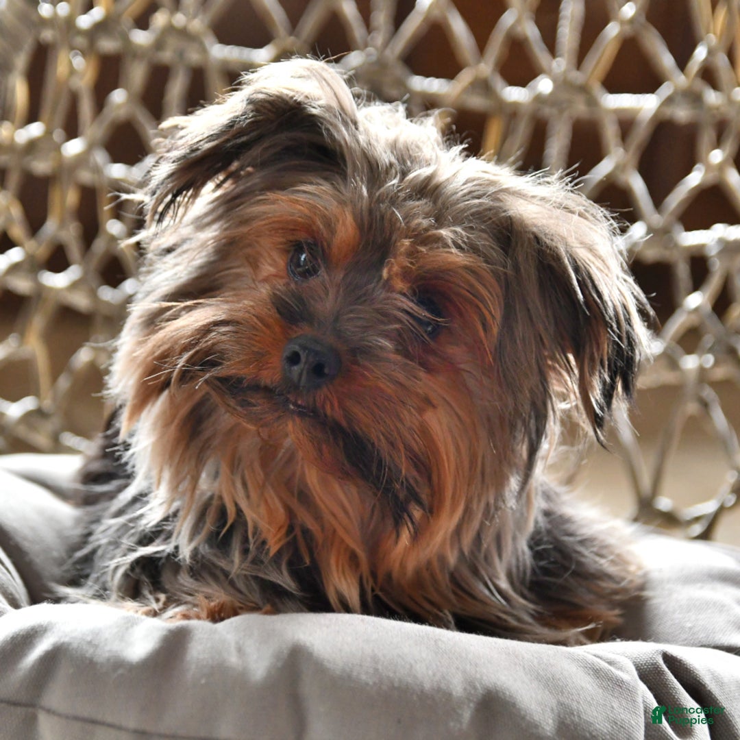 Yorkshire Terrier dogs for sale: River - Image 20