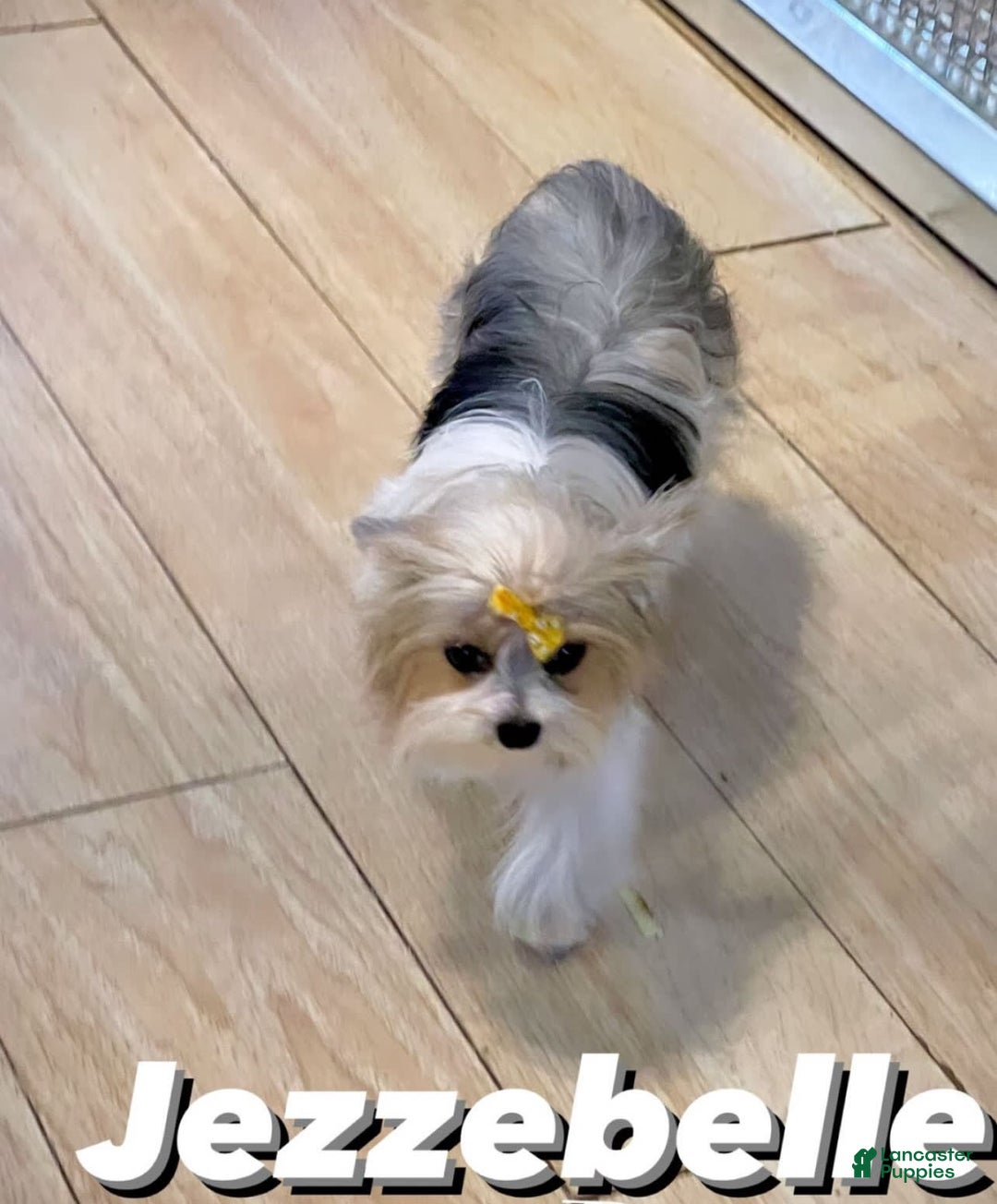 Yorkshire Terrier dogs for sale: Patrick Starr - Image 60