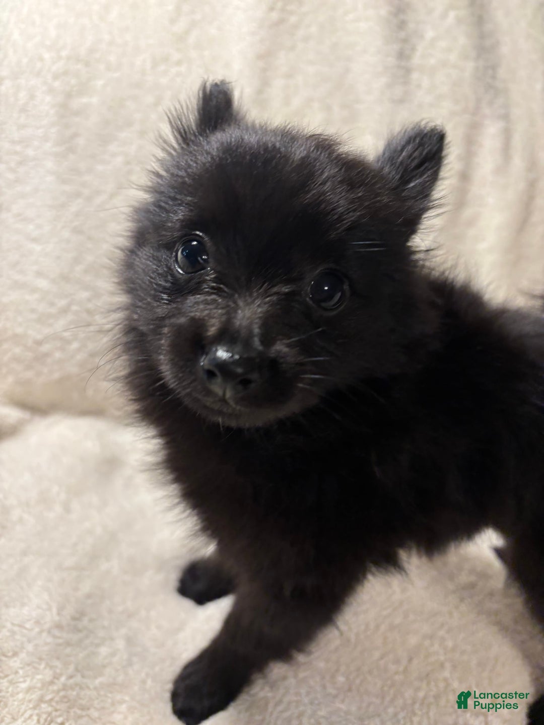 Pomeranian dogs for sale: Mickey - Image 2