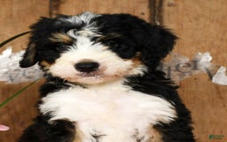 Bernedoodle dogs for sale: Danny - Image 9
