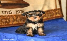 Yorkshire Terrier dogs for sale: Fudge - Image 5