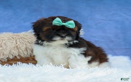 Shihpoo dogs for sale: King - Image 7