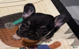 French Bulldog dogs for sale: Smokey - Image 4