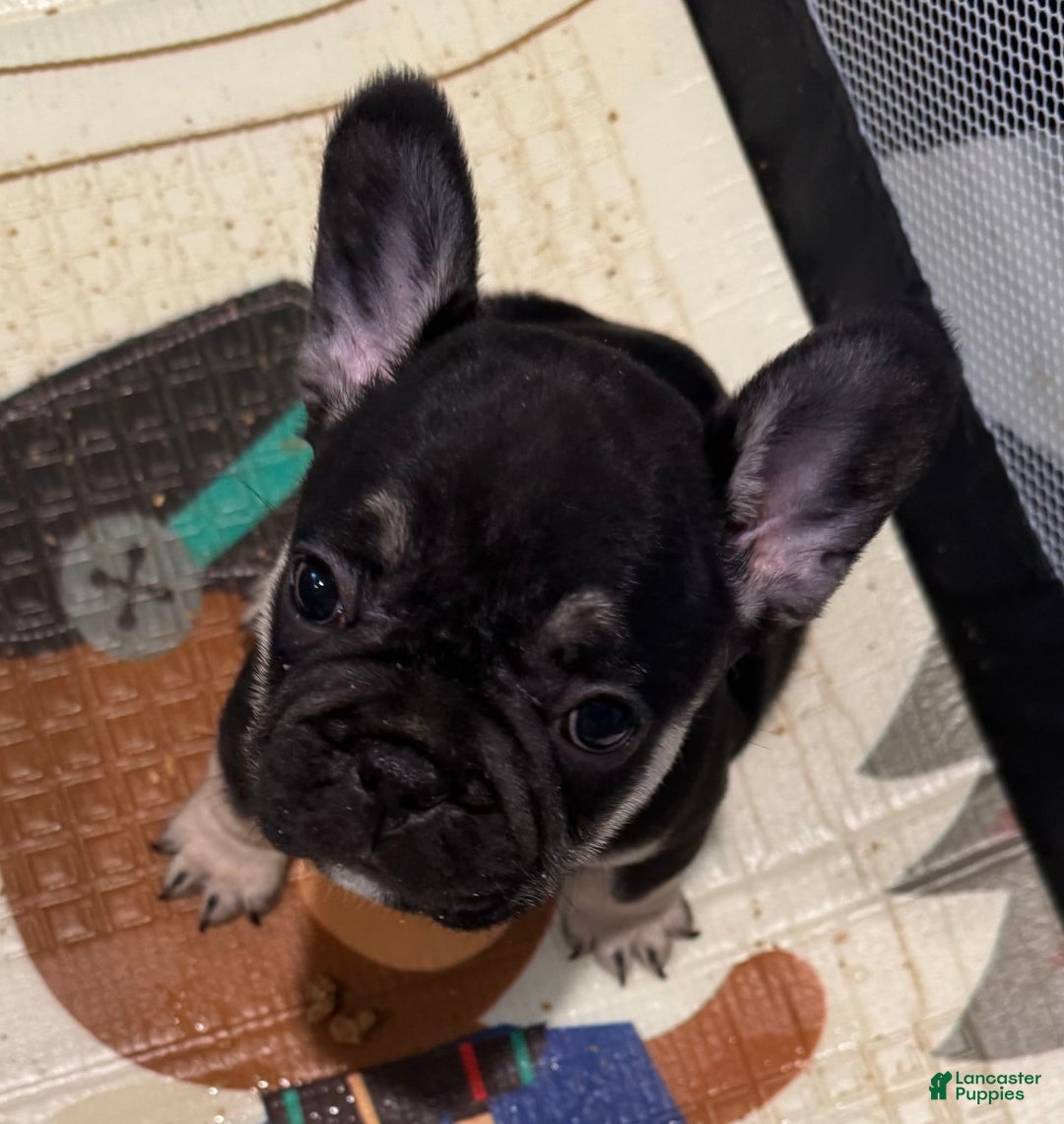 French Bulldog dogs for sale: Smokey - Image 4