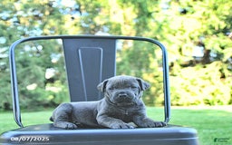 Cane Corso dogs for sale: Cane Corso 12 puppies - Image 22