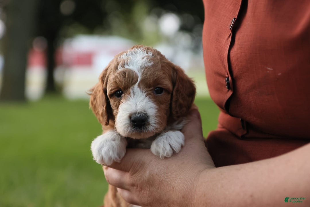Mini Goldendoodle dogs for sale: Kona - Image 4