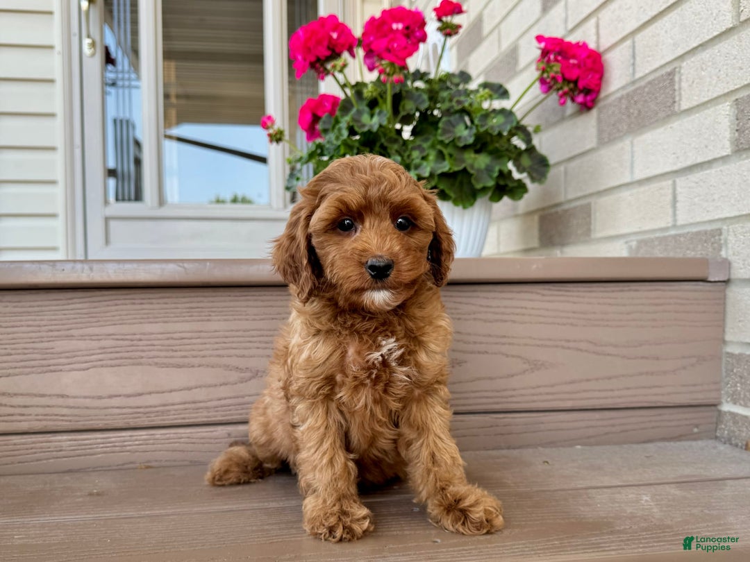 Cockapoo dogs for stud: Samantha - Image 7