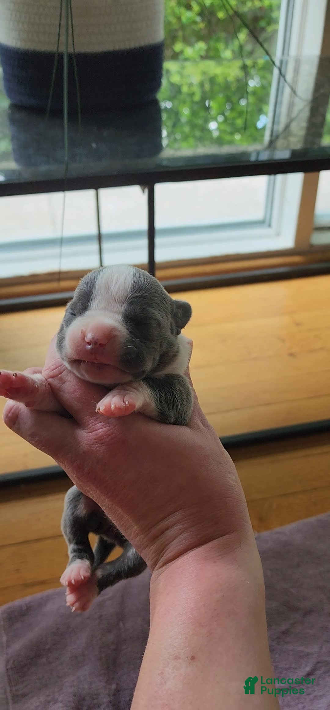 American Bully dogs for sale: Hazel - Image 12
