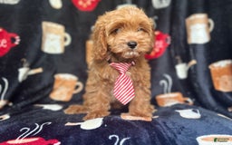 Cavapoo dogs for sale: Ringo - Image 3