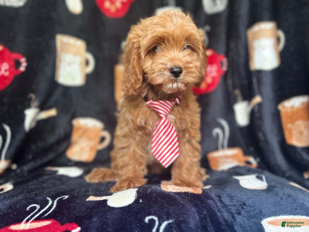 Cavapoo dogs for sale: Ringo - Image 3