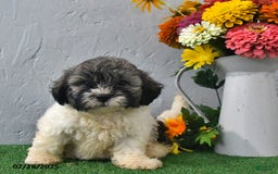 Teddy Bear dogs for sale: Logan - Image 2