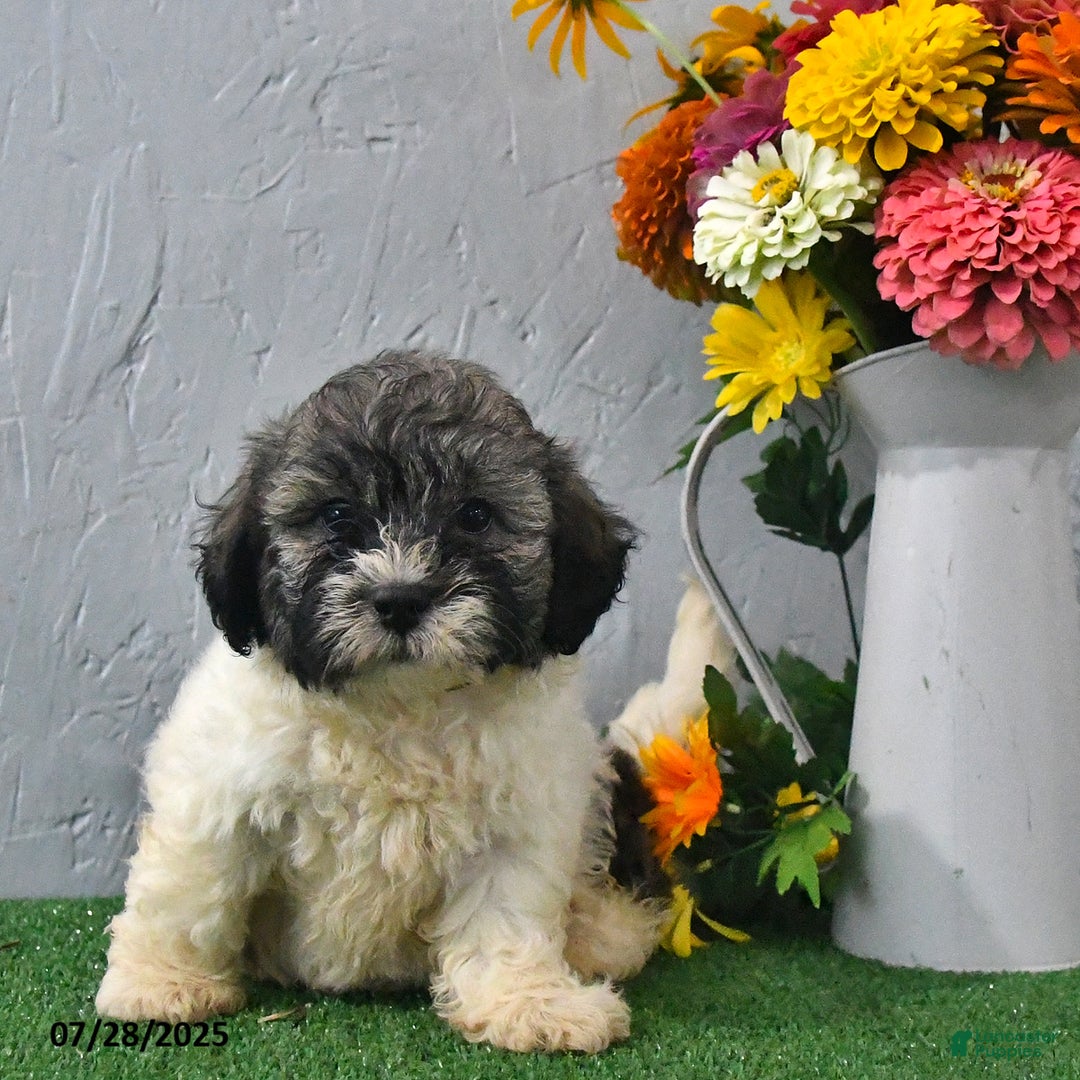 Teddy Bear dogs for sale: Logan - Image 2