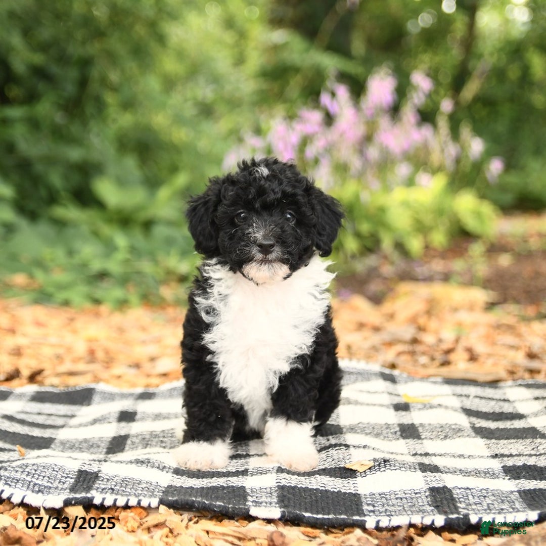 Mini Aussiedoodle dogs for sale: Holland - Image 4