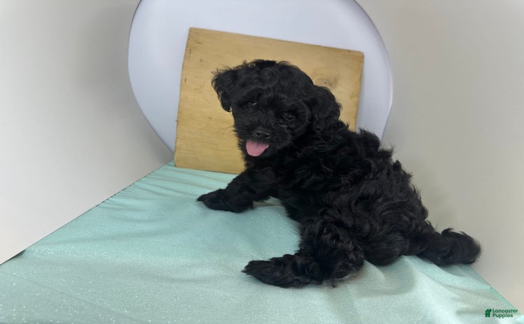 Yorkshire Terrier dogs for sale - Ad 4