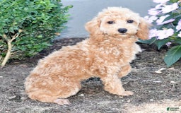 Toy Poodle dogs for sale: Tulip - Image 13