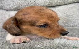 Miniature Dachshund dogs for sale: Baby Cooper - Image 4
