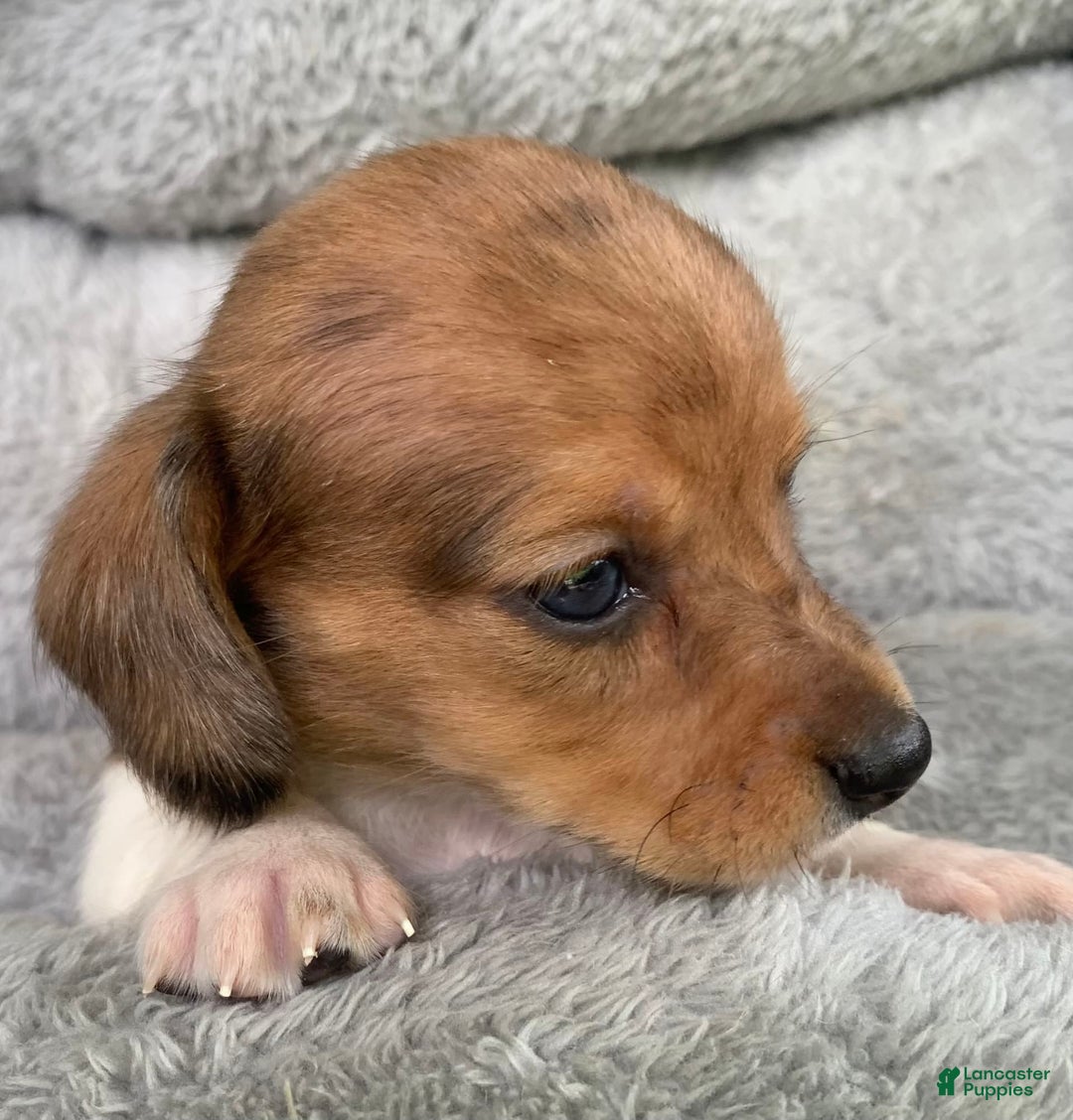 Miniature Dachshund dogs for sale: Baby Cooper - Image 4