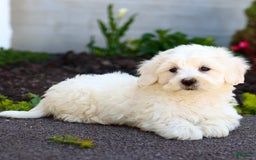 Maltipoo dogs for sale: Ivory - Image 2