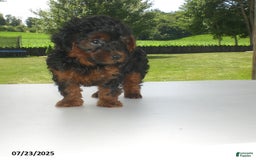 Yorkiepoo dogs for sale: Mia - Image 15