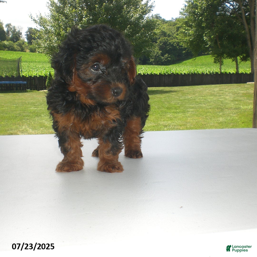 Yorkiepoo dogs for sale: Mia - Image 15