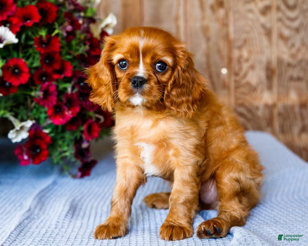 Cavalier King Charles Spaniel dogs for sale: Nicky - Image 6