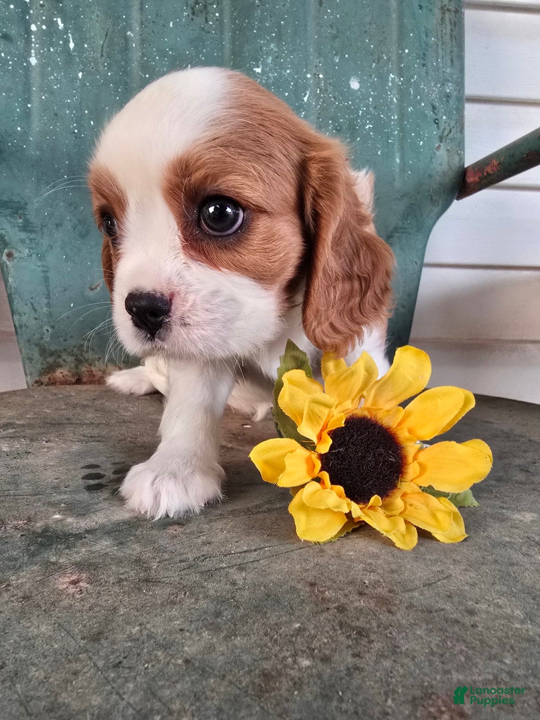 Cavalier King Charles Spaniel dogs for sale: Drake small Blenheim colored male - Image 15