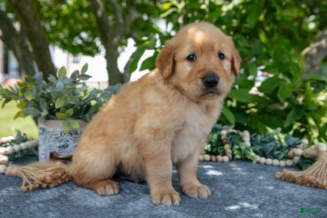 Golden Retriever dogs for sale: Logan - Image 3