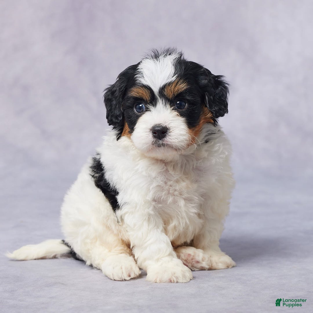 Cavapoo dogs for sale: Dax - Image 2
