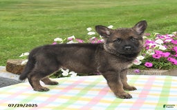 German Shepherd dogs for sale: Ruger - Image 2