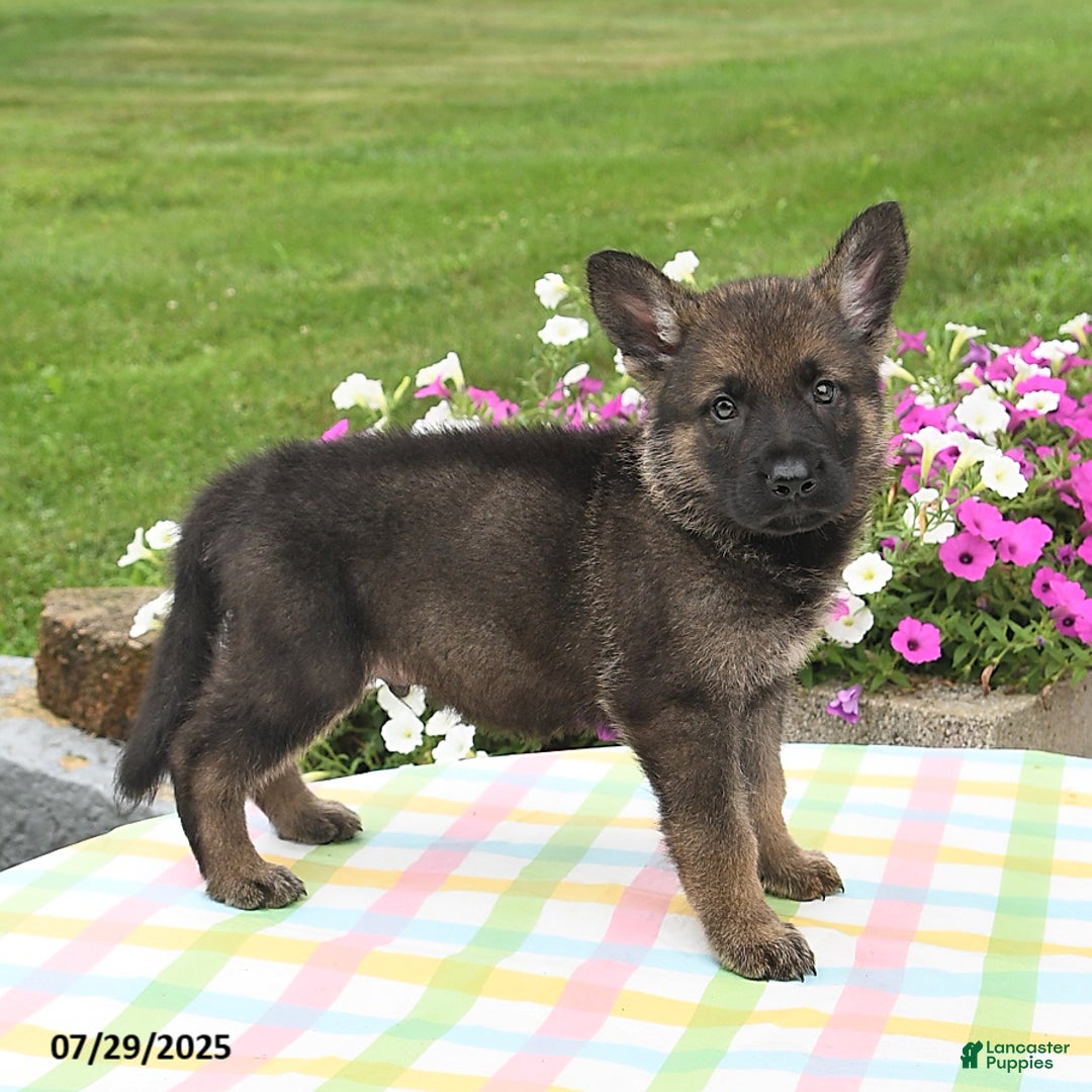 German Shepherd dogs for sale: Ruger - Image 2