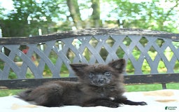 Pomeranian dogs for sale: Tinker - Image 4