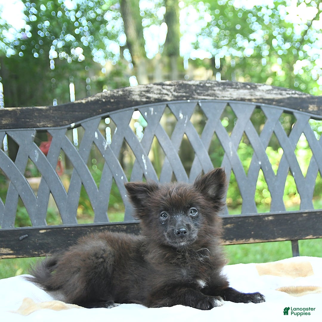 Pomeranian dogs for sale: Tinker - Image 4
