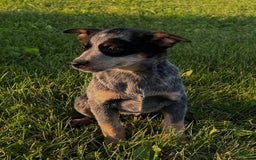 Australian Cattle Dog dogs for sale: Bonnie - Image 2
