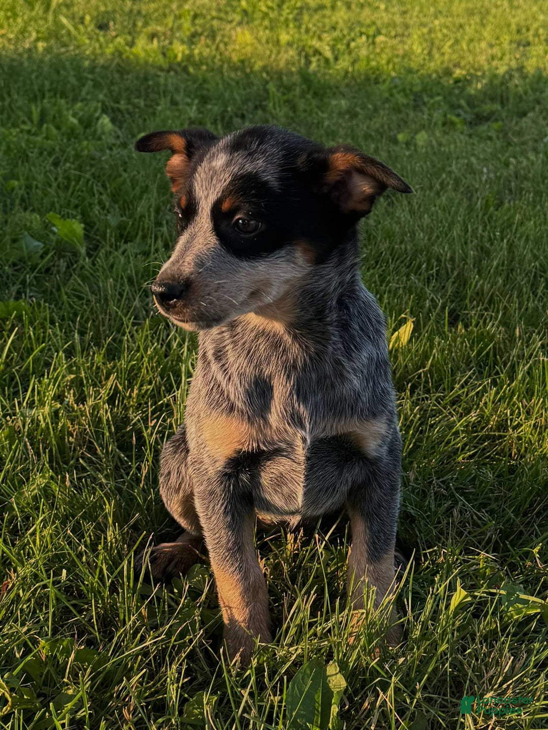 Australian Cattle Dog dogs for sale: Bonnie - Image 2