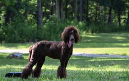 Standard Poodle dogs for sale: Quinn - Image 1