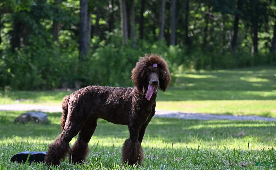 Standard Poodle dogs for sale: Quinn - Image 1