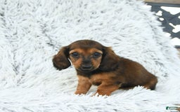 Miniature Dachshund dogs for sale: Beth - Image 1