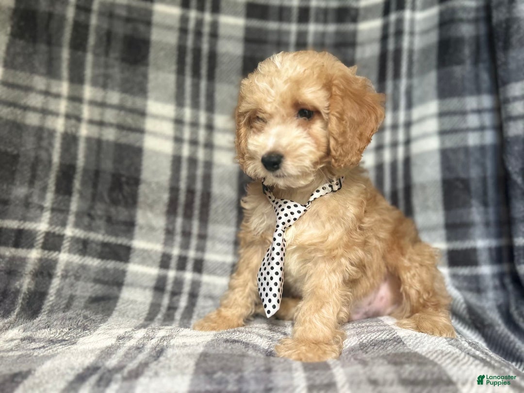 Cockapoo dogs for sale: Kam - Image 10