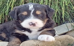 Mini Bernedoodle dogs for sale: Shiloh - Image 3