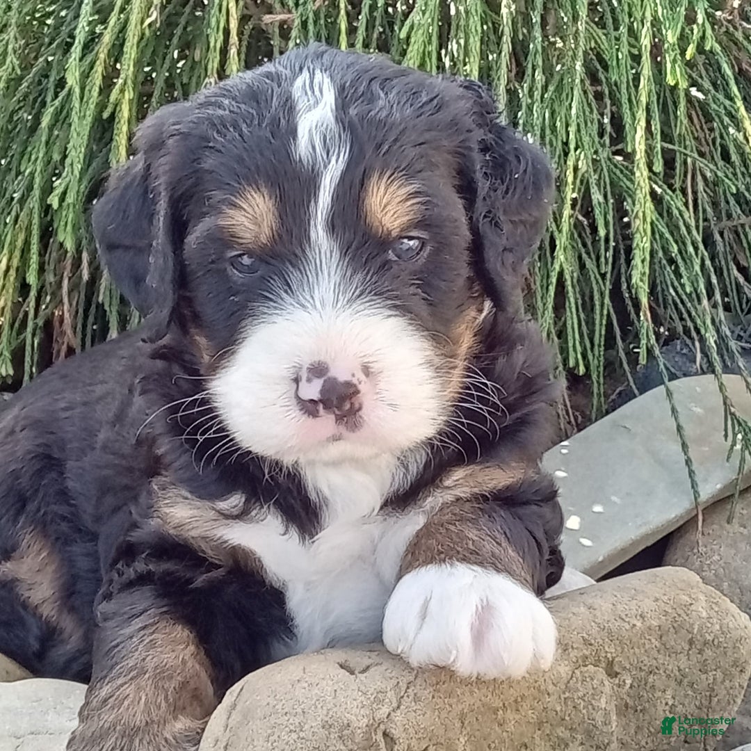 Mini Bernedoodle dogs for sale: Shiloh - Image 3