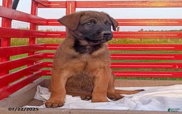 Belgian Malinois dogs for sale: James - Image 3